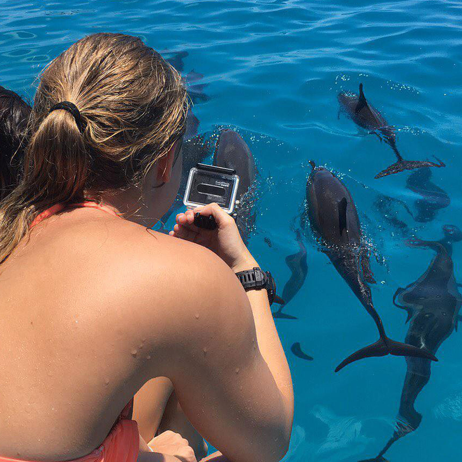 Excursion Trips Gulhi Dolphin Watching Tours