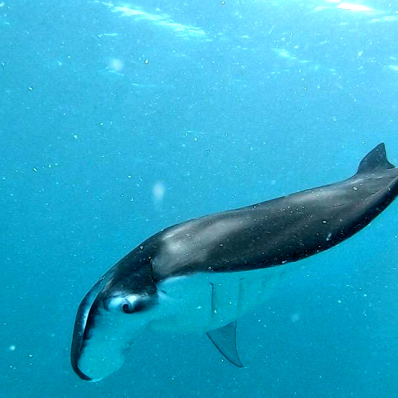 Trips & Tours Gulhi Manta Ray Excursions Trips & Tours Gulhi Manta Ray Excursions