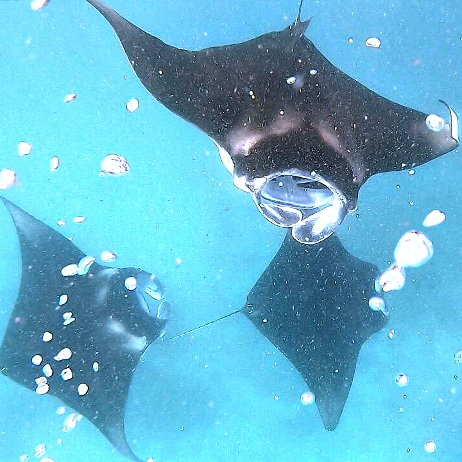 Tours Gulhi Manta Ray Excursions