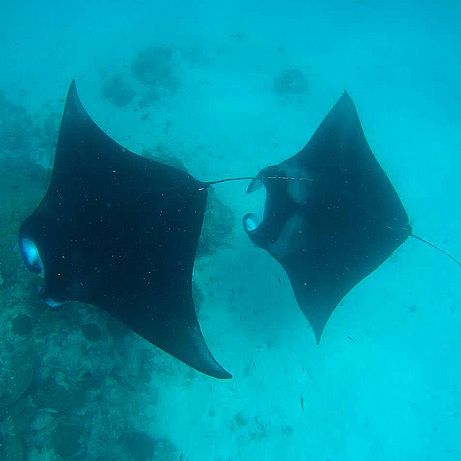 Gulhi Manta Ray Excursions