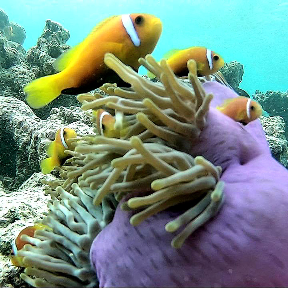 Gulhi Snorkelling Tours