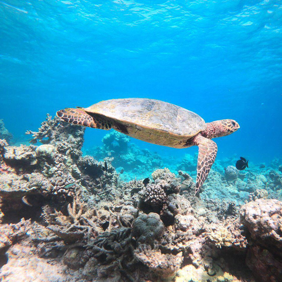 Swimming with Turtles Swimming with Turtles